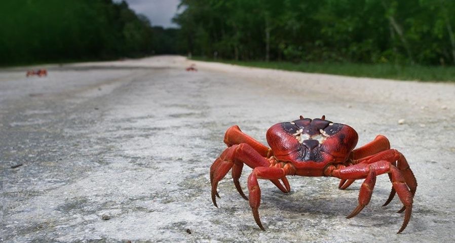 Christmas Island Red Crab (Gecarcoidea natalis) walking on a road, Christmas Island, Australia