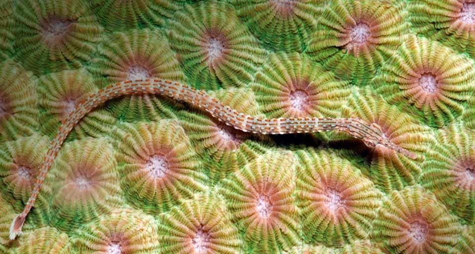 Orange-spotted pipefish in the Lembeh Strait of Sulawesi, Indonesia