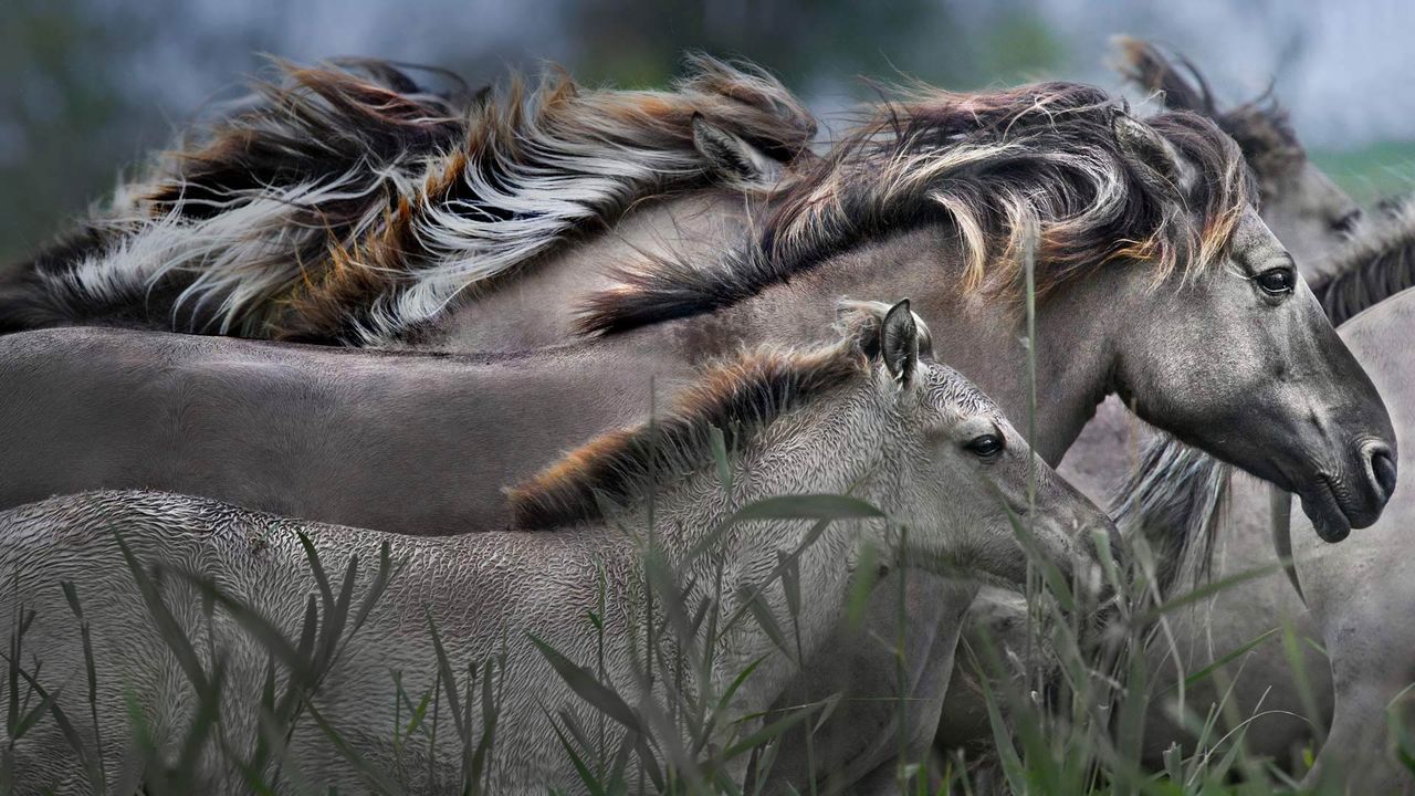 Konik horses running, Oostvaardersplassen Nature Reserve, Netherlands 