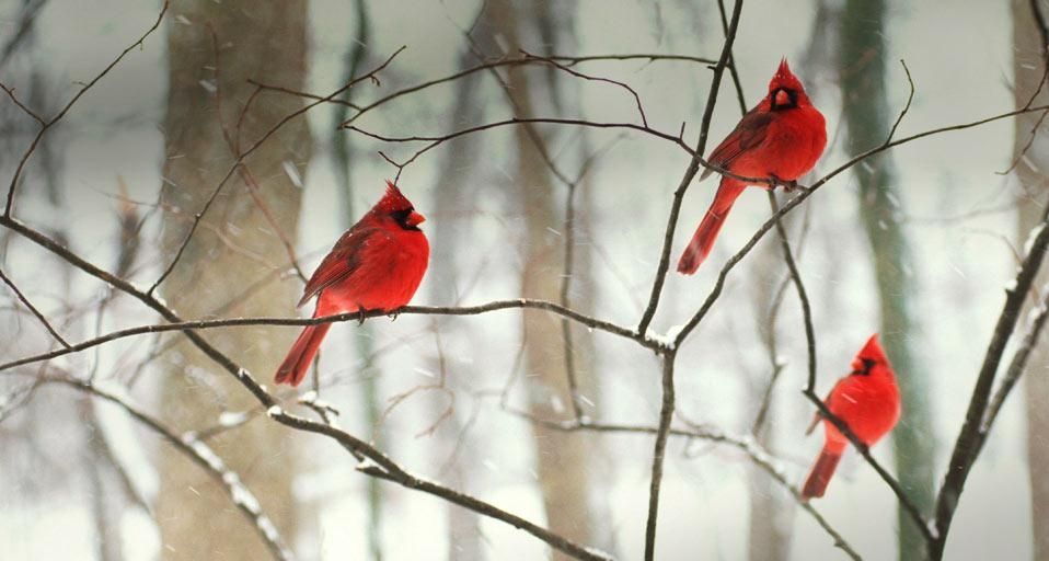 Mâles cardinal rouge sous la neige