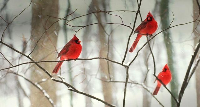Mâles cardinal rouge sous la neige