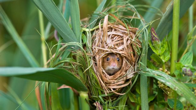 Rat des moissons niché dans des roseaux communs, France 