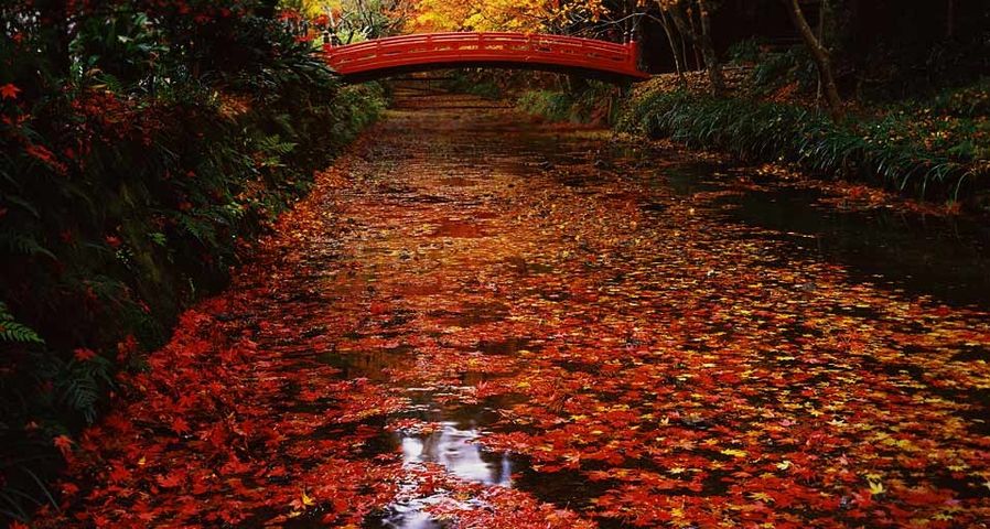 ｢小国神社の紅葉｣静岡, 森町