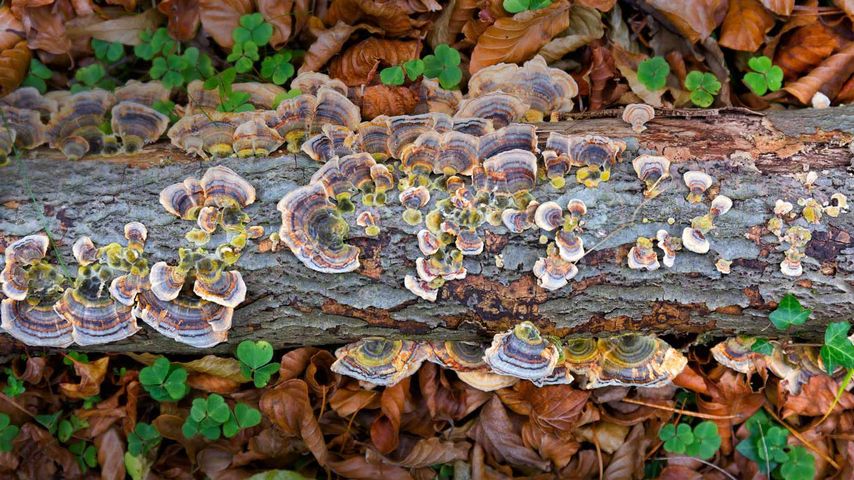 Turkey tail fungus in Gorbea Natural Park, Spain 