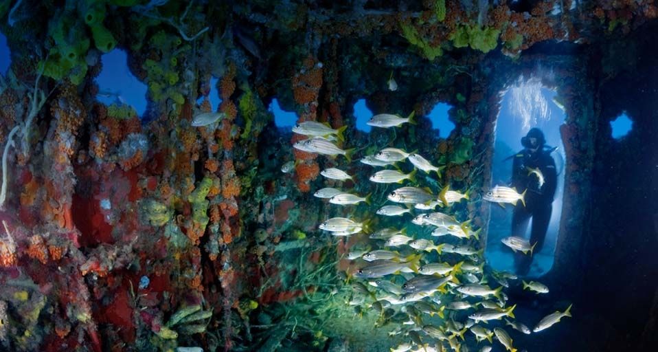 Upholstered with sponges and corals, the bridge of the U.S. Coast Guard Cutter Duane attracts schools of smallmouth grunts—and divers