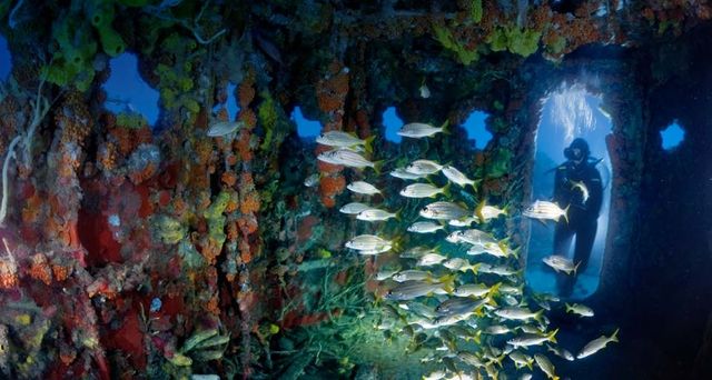 Upholstered with sponges and corals, the bridge of the U.S. Coast Guard Cutter Duane attracts schools of smallmouth grunts—and divers