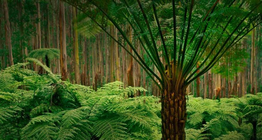 ｢ユーカリの森の木性シダ｣オーストラリア, メルボルン, ダンデノン州立公園 ©