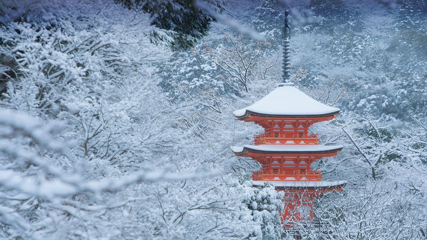 雪に覆われた清水寺, 京都