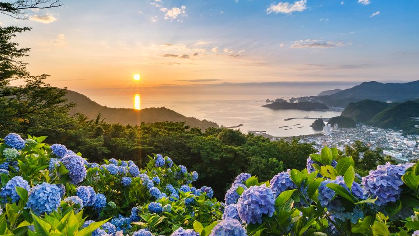 あじさいの丘, 静岡県 賀茂郡