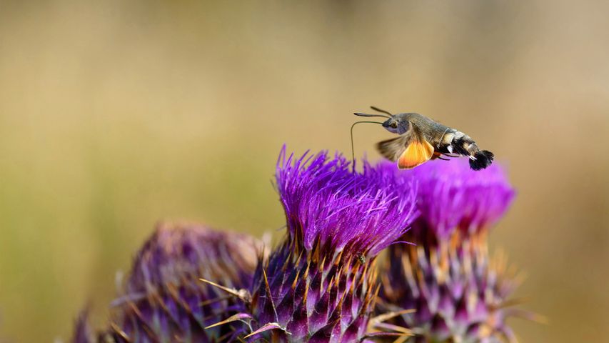一只正在吸食花蜜的蜂鸟鹰蛾，意大利撒丁岛
