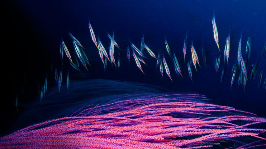 金贝湾的一群剃刀鱼略过红色海鞭的枝杈，新不列颠岛，巴布亚新几内亚 