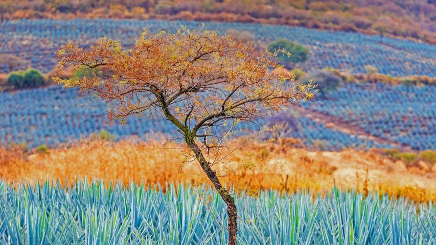 Tree in blue agave field in the tequila producing region near Atotonilco, Jalisco, Mexico