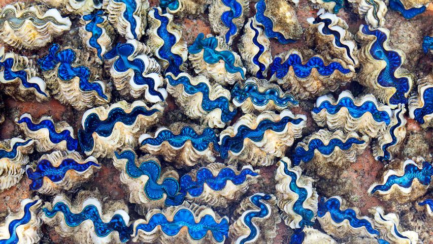 Saltwater clams in Cocos (Keeling) Islands, Australia, Indian Ocean