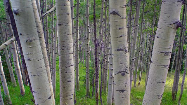 Quaking aspens in Gunnison National Forest, Colorado