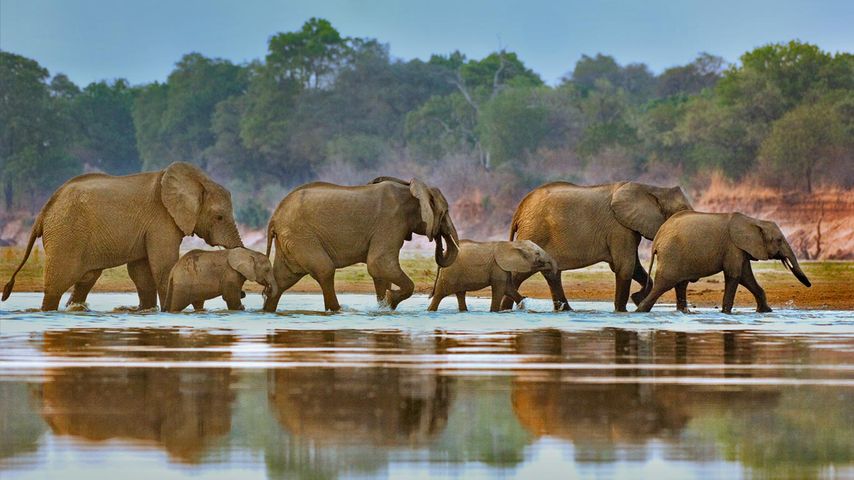 穿越卢安瓜河的象群，赞比亚 
