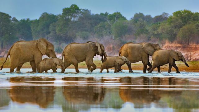 Éléphants traversant le fleuve Luangwa, Zambie