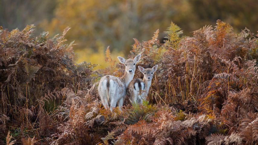 布拉德盖特公园的小鹿，莱斯特郡，英国