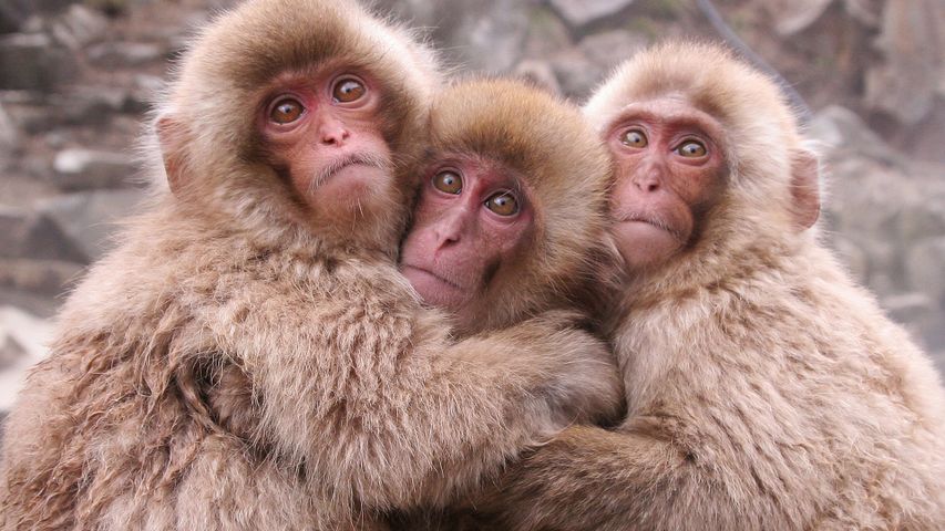 Simian snuggles