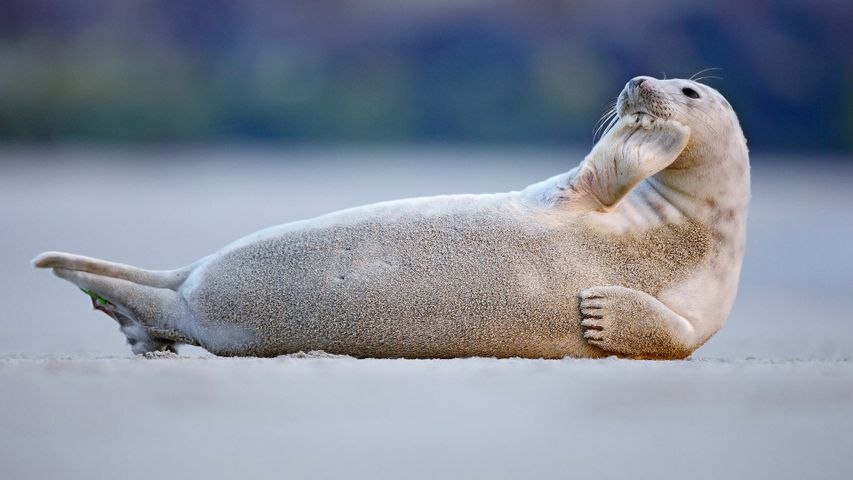 Phoque gris allongé sur la plage, Baie de Somme, France 
