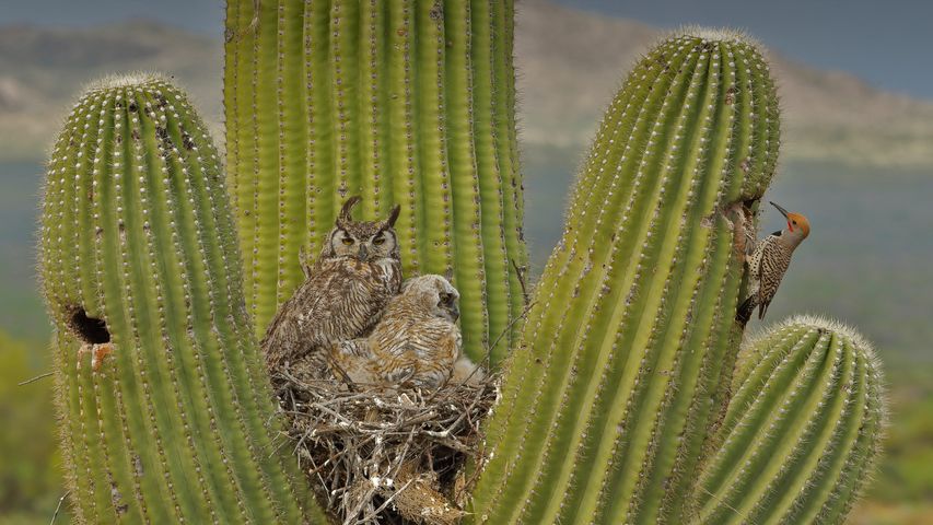 Great horned owls and a gilded flicker on a saguaro cactus in the Sonoran Desert, Arizona