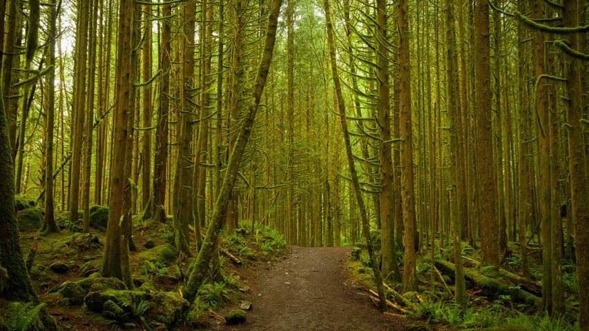 A pathway through the dense woodland forest at Golden Ears Provincial Park, B.C.