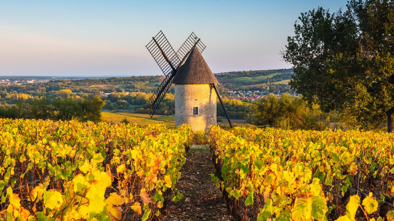 Sorine windmill and vineyards, Santenay wine region, Côte de Beaune, Burgundy, France