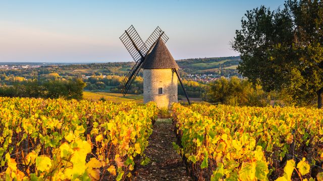 Sorine windmill and vineyards, Santenay wine region, Côte de Beaune, Burgundy, France