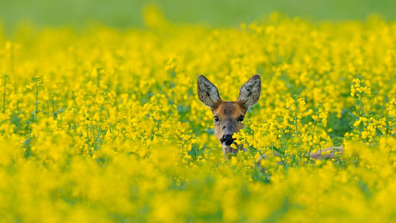 Reh im Rapsfeld, Hessen, Deutschland 