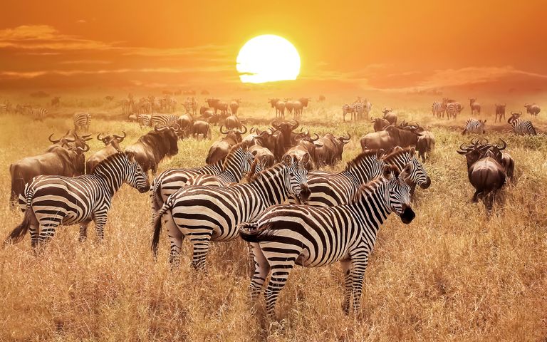 An African Safari Theme for Windows 10 | Free Wallpaper Themes