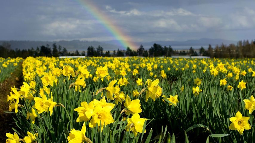 Daffodil farm  under rainbow, Saanich Peninsula, Vancouver Island, British Columbia, Canada