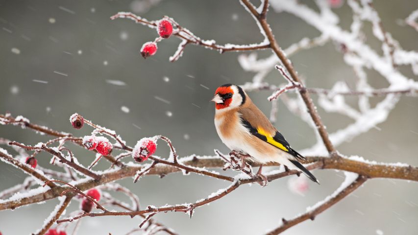 A European goldfinch perched among rosehips in snow