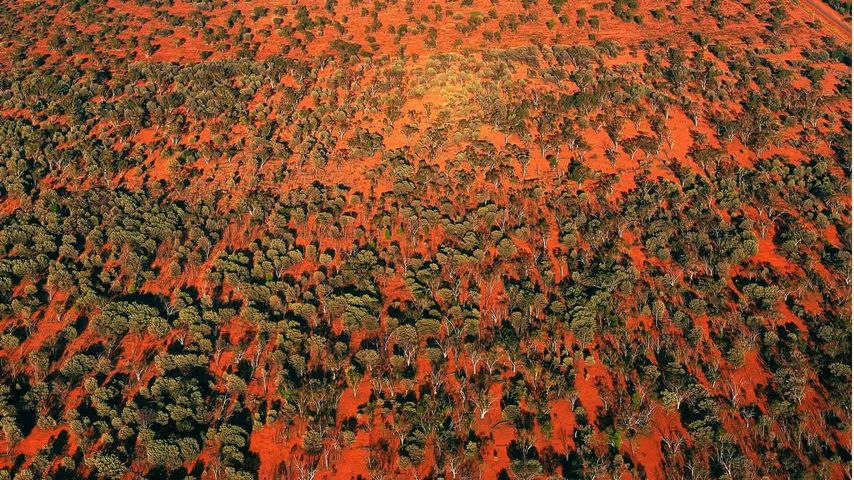Aerial view of trees in the outback of Queensland, Australia