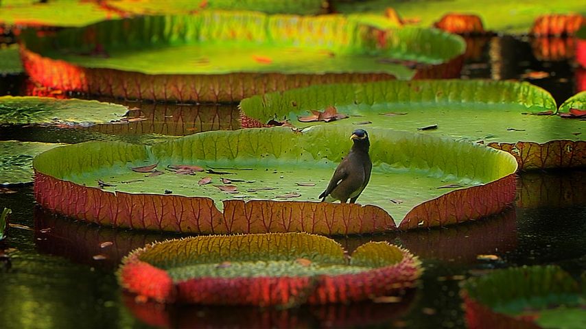 Common myna bird on lily pad in Port Louis, Mauritius