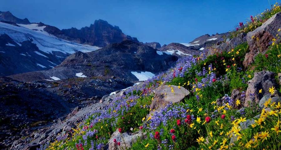 Der Gipfel des Little Tahoma im Hintergrund, vorne blühen bunte Wildblumen im Upper Paradise Valley, Mount-Rainier-Nationalpark, Washington