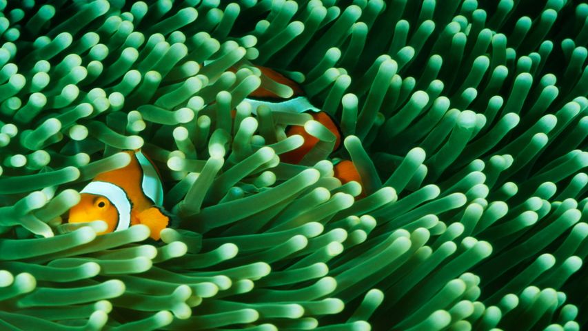 National Geographic Underwater PREMIUM 4K Theme for Windows 10