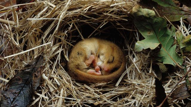 Hazel dormouse (Muscardinus avellanarius) hibernating