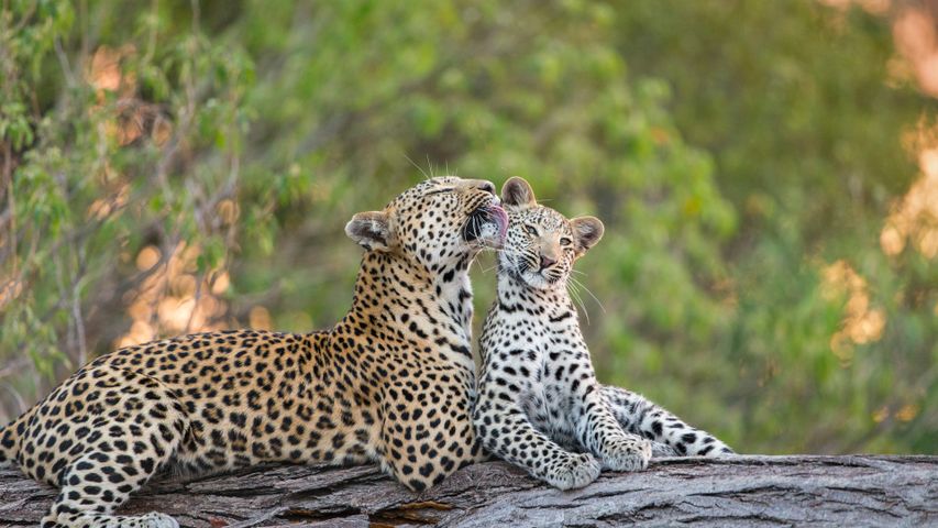 ヒョウの母子, ボツワナ