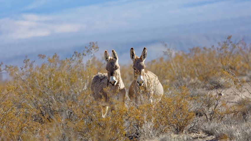 Ânes dans une vallée près de Rhyolite, Nevada, États-Unis