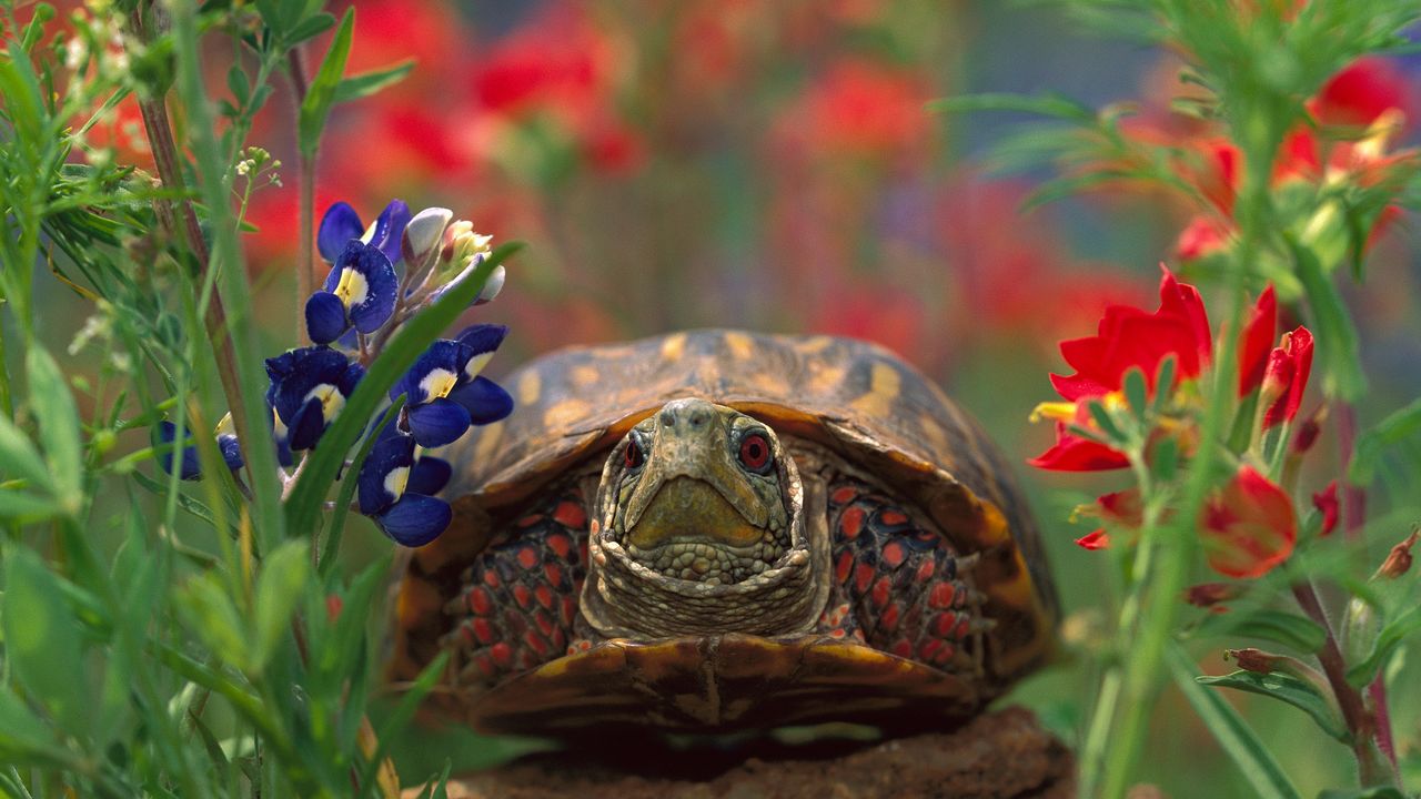 Tortue à boîte ornée
