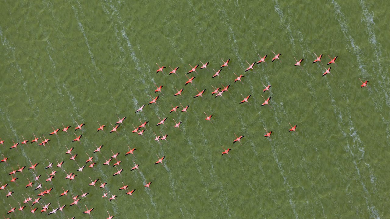 Caribbean flamingos, Yucatán Peninsula, Mexico