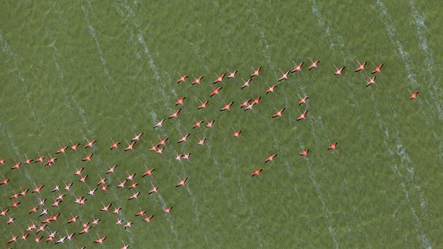 Caribbean flamingos, Yucatán Peninsula, Mexico