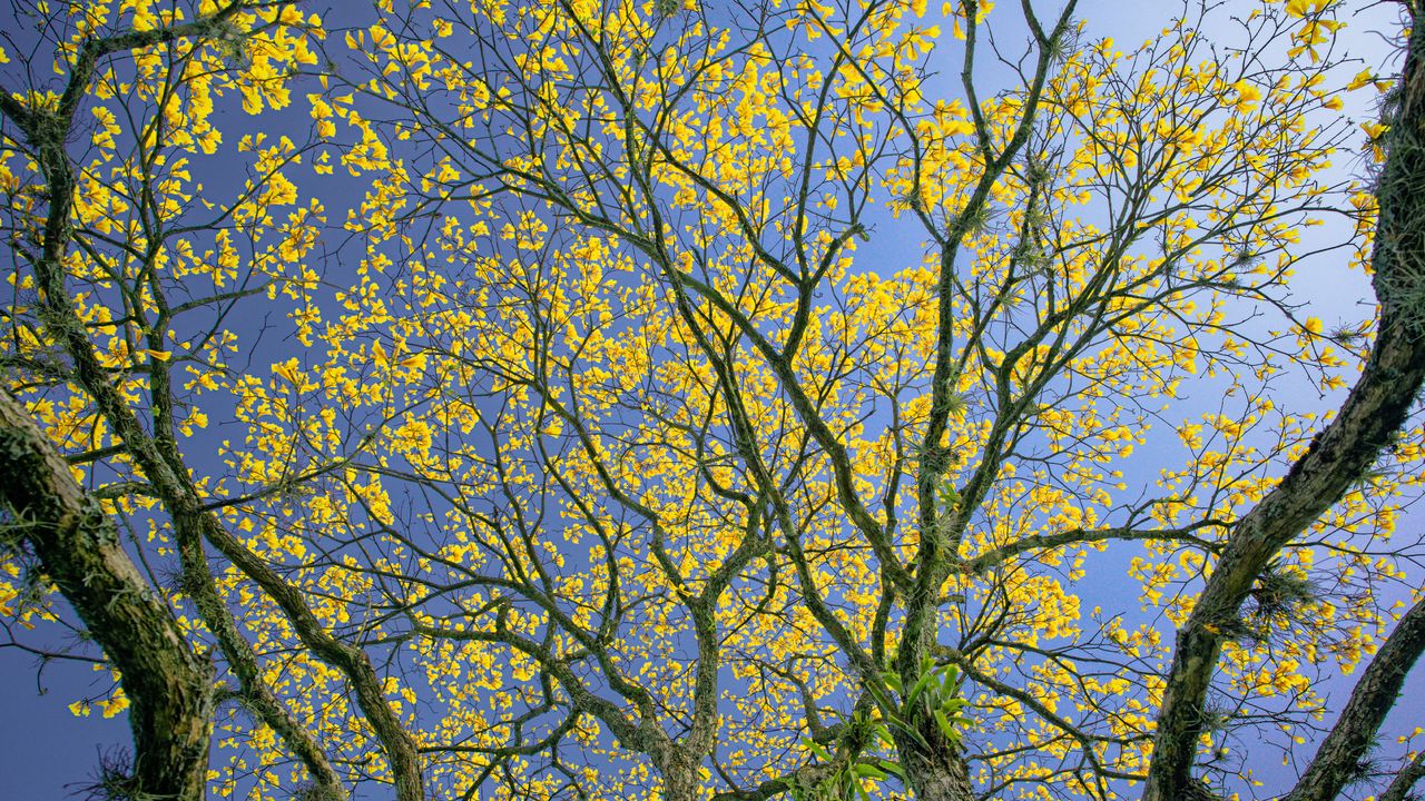 Ipê-amarelo florido contra o céu azul