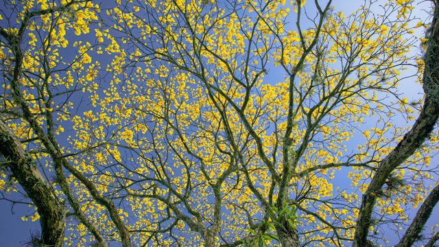 Ipê-amarelo florido contra o céu azul