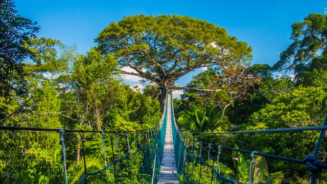 Suspension bridge in Tambopata National Reserve, Amazon Basin, Peru