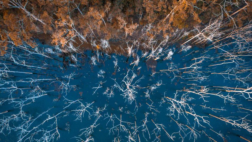 ｢アドバンスタウン湖の沈んだ森」オーストラリア, クイーンズランド州