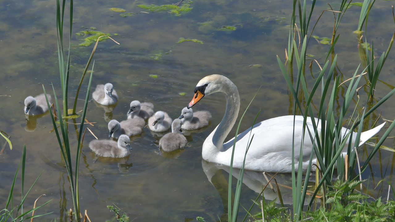 Schwan mit Küken, Aischgrund, Franken, Bayern