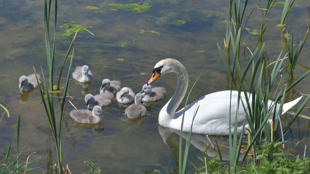 Schwan mit Küken, Aischgrund, Franken, Bayern