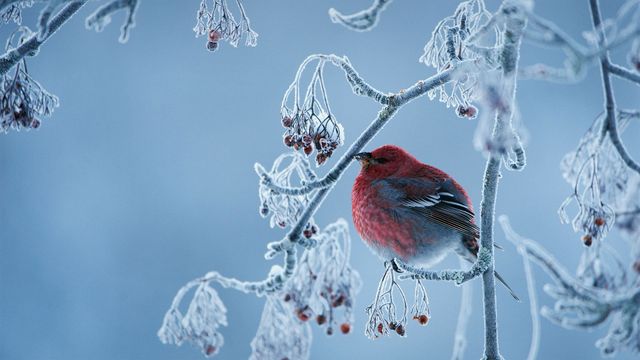 Pine grosbeak