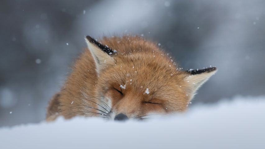 A snooze in snow