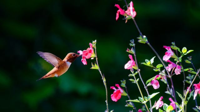 Rufous hummingbird, Salt Spring Island, British Columbia, Canada